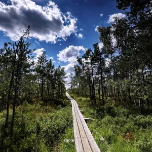 Wooden plank trail snakes through thick pine forest in green marshland