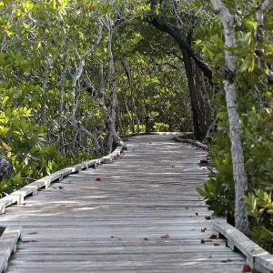 Wooden walkway leads through thick green forest of mangrove trees in the Florida Keys