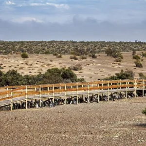 Wooden walkway snakes through a vast dry landscape