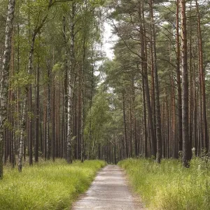 Woodland with conifers and birch trees Woodland with conifers and birch trees