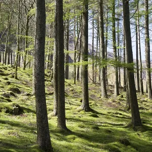 Woodland landscape tree trunks on the banks of Lake Buttermere Woodland landscape tree trunks on the banks of Lake Buttermere