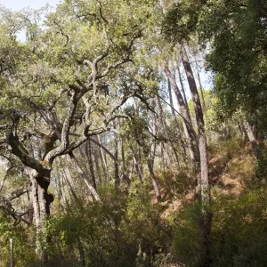 Woodland trees in Sierra de Aracena Woodland trees in Sierra de Aracena