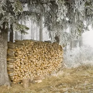 Woodpile with white frost under firs Woodpile with white frost under firs