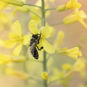 Worker bee on yellow flower with blurred background Worker bee on yellow flower with blurred background
