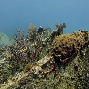 Wreck of the Benwood. Dive site John Pennekamp Coral Reef State Park Wreck of the Benwood. Dive site John Pennekamp Coral Reef State Park