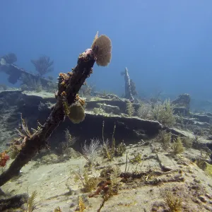 Wreck of the Benwood. Dive site John Pennekamp Coral Reef State Park