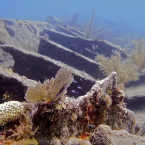 Wreck of the Benwood, overgrown with soft corals and hard corals Wreck of the Benwood, overgrown with soft corals and hard corals