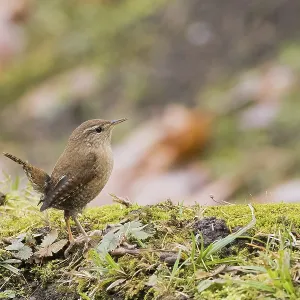 A wren (Troglodytes troglodytes) on moss-covered ground in an autumn environment A wren (Troglodytes troglodytes) on moss-covered ground in an autumn environment