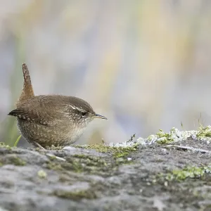 A wren (Troglodytes troglodytes) perches on a moss-covered rock and looks to the side