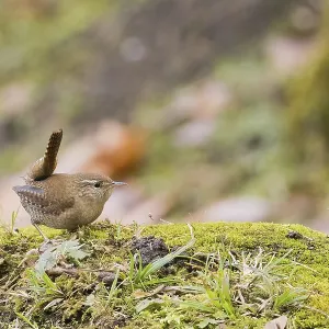 A wren (Troglodytes troglodytes) sits on moss-covered ground in an autumn environment A wren (Troglodytes troglodytes) sits on moss-covered ground in an autumn environment