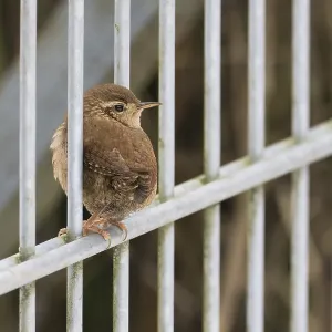 A wren (Troglodytes troglodytes) sits quietly on a metal fence surrounded by a natural background