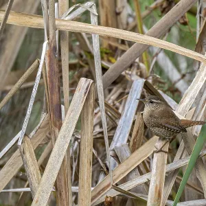 Wren (Troglodytes troglodytes) sitting on the banks of a pond Wren (Troglodytes troglodytes) sitting on the banks of a pond