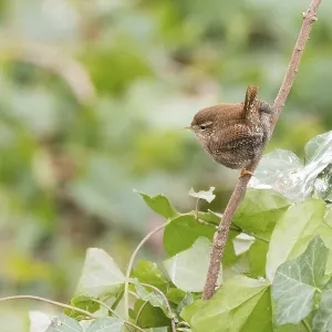 A wren (Troglodytes troglodytes) sitting on a branch surrounded by green leaves A wren (Troglodytes troglodytes) sitting on a branch surrounded by green leaves
