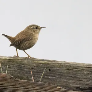 A wren (Troglodytes troglodytes) sitting on a wooden fence in a quiet neighbourhood A wren (Troglodytes troglodytes) sitting on a wooden fence in a quiet neighbourhood