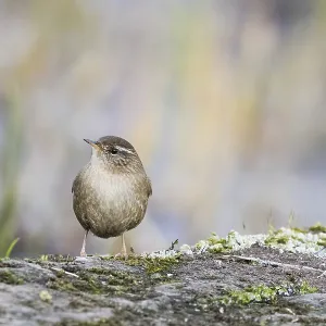 A wren (Troglodytes troglodytes) stands on a moss-covered rock surrounded by the muted colours of nature