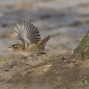 A wren (Troglodytes troglodytes) taking off with its wings spread out next to a tree trunk A wren (Troglodytes troglodytes) taking off with its wings spread out next to a tree trunk