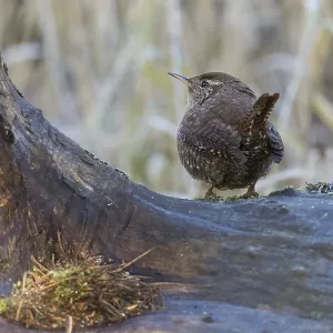 A wren (Troglodytes troglodytes) on a tree trunk in a natural environment
