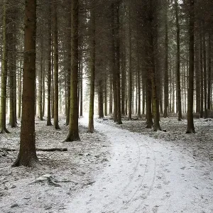 Wuerselener Forest in winter, near Aachen Wuerselener Forest in winter, near Aachen