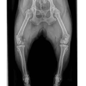 X-ray of French Bulldog dog showing osteosarcoma in upper right leg