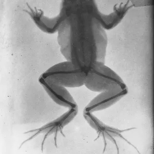 X-ray of a frog, healed fracture on one of the hind legs