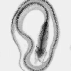 X-ray, X-ray. Snake that ate a mouse