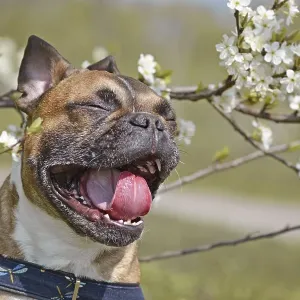 Yawning brown French Bulldog dog with mouth white open and tongue Yawning brown French Bulldog dog with mouth white open and tongue