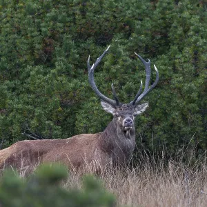 A year earlier I was able to photograph this red deer (Cervus elaphus) not far from this spot