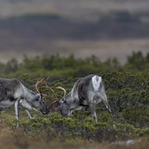 In a few years, the young reindeer bulls (Rangifer tarandus) will benefit from their practice in real rutting fights