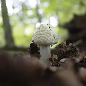 Yellow amanita Yellow amanita