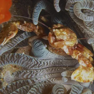 Yellow anemone porcelain crab (Neopetrolisthes alobatus) hiding in the tentacles of a sea anemone Yellow anemone porcelain crab (Neopetrolisthes alobatus) hiding in the tentacles of a sea anemone