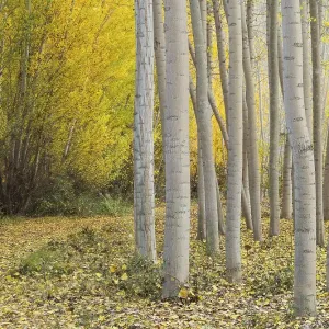 Yellow aspens (Populus tremula) in autumnal colours