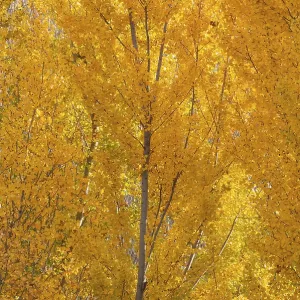 Yellow aspens (Populus tremula) in autumnal colours