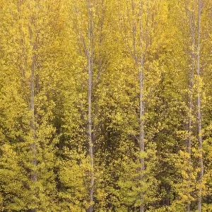 Yellow aspens (Populus tremula) in autumnal colours