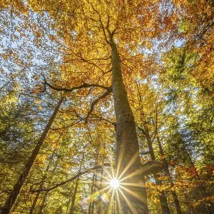 Yellow beech tree, mixed forest in autumn
