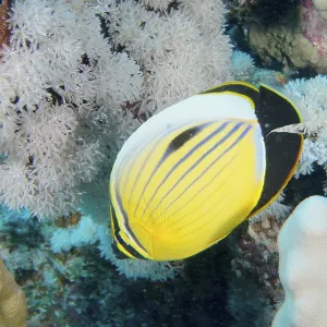 A yellow and black striped fish