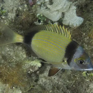 Two-banded Seabream Print, House Reef, Croatia