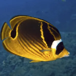 Yellow-black Tobacco Butterflyfish Print, Toyapakeh Reef, Bali Indonesia Yellow-black Tobacco Butterflyfish Print, Toyapakeh Reef, Bali Indonesia