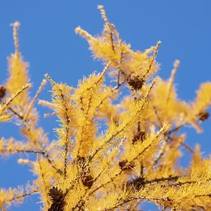 Yellow branch of Larch tree (Larix decidua) with cones at autumn on background of blue sky Yellow branch of Larch tree (Larix decidua) with cones at autumn on background of blue sky