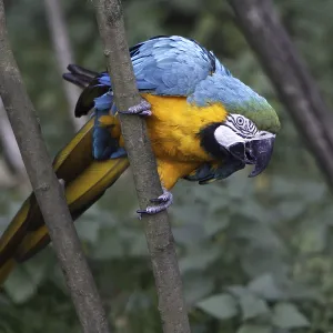 Yellow-breasted macaw