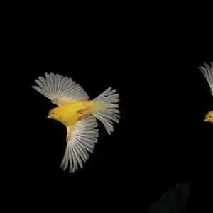 Yellow Canary (Serinus canaria) Print - Adult in Flight Yellow Canary (Serinus canaria) Print - Adult in Flight