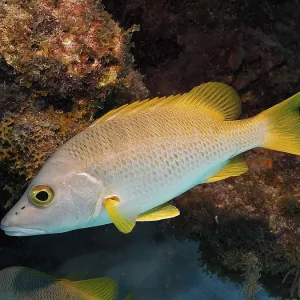 Yellow fish, schoolmaster snapper (Lutjanus apodus)