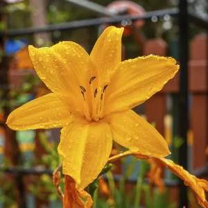 A yellow flower in a beautiful botanical garden