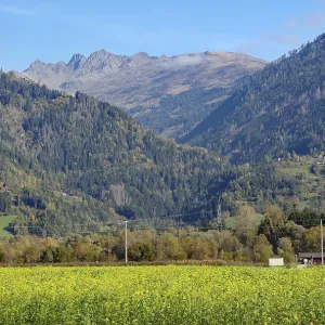 A yellow flower field sprawls out in front of wooded slopes