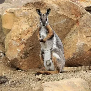 Yellow-footed rock-wallaby (Petrogale xanthopus)