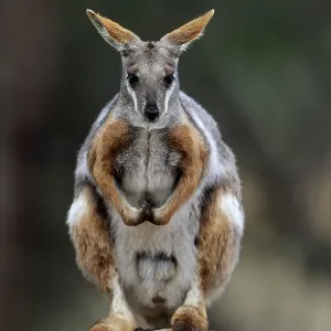 Yellow-footed rock-wallaby (Petrogale xanthopus)