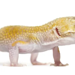 Yellow gecko standing, isolated on white Yellow gecko standing, isolated on white