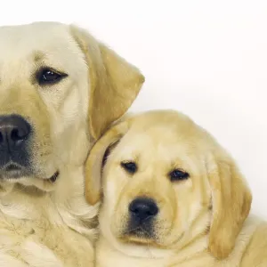 Yellow Labrador Retriever, Bitch and Puppy on White Background