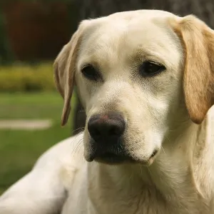 Yellow labrador retriever on green grass lawn Yellow labrador retriever on green grass lawn