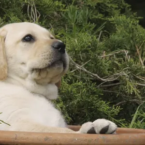 Yellow Labrador Retriever, Puppy Playing in a Flowerpot