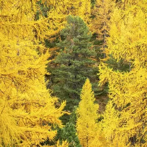 Yellow Larches and Green Tree in Center